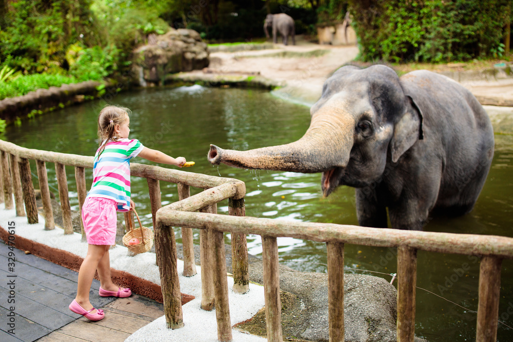 Fototapeta premium Kids feed elephant in zoo. Family at animal park.