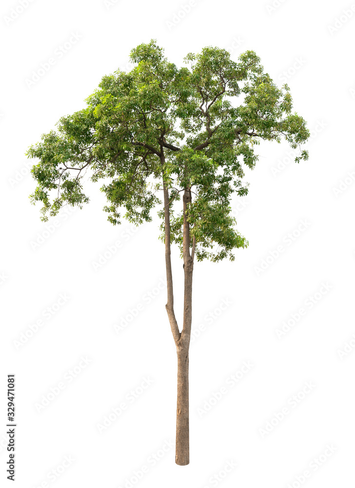 Tree isolated on the white background. Tree isolated on the white background.