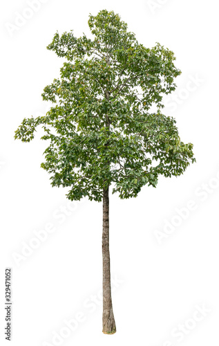  Tree isolated on the white background suitable for use in architectural design.