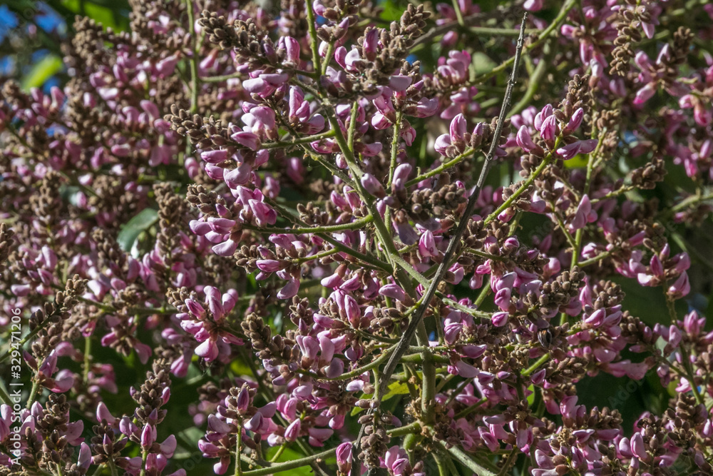 So many little pink flowers make a fantastic background or wallpaper So many little pink flowers make a fantastic background or wallpaper