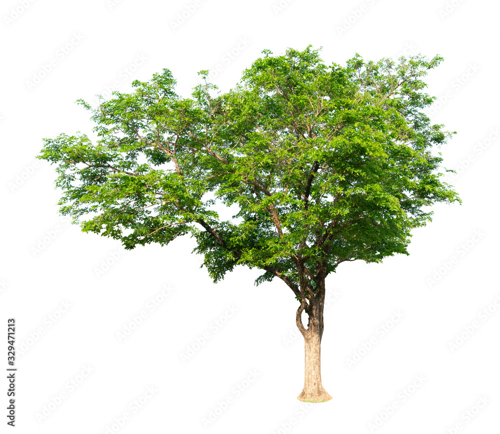 White background with large tree pictures beautiful green leaves