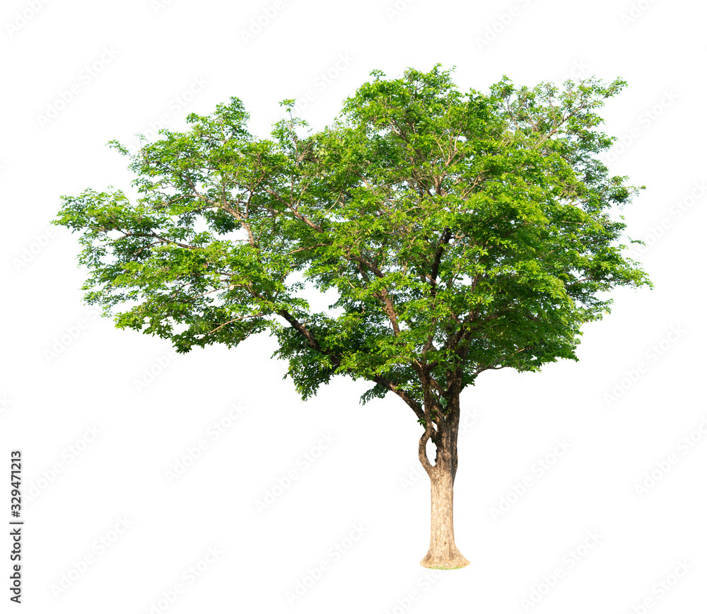 Obraz premium White background with large tree pictures beautiful green leaves