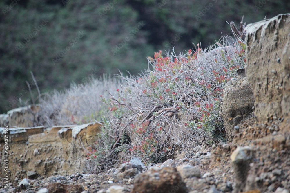 Fototapeta premium mountain wild grass clinging to the hillside