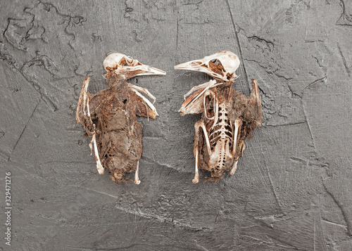skeleton of bird on stone 