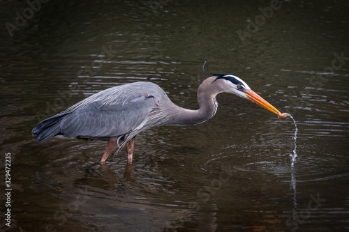 Heron goes for a quick bite