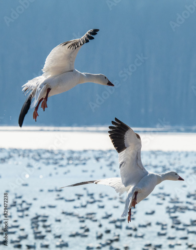 Snow Geese in for a landing © cwieders