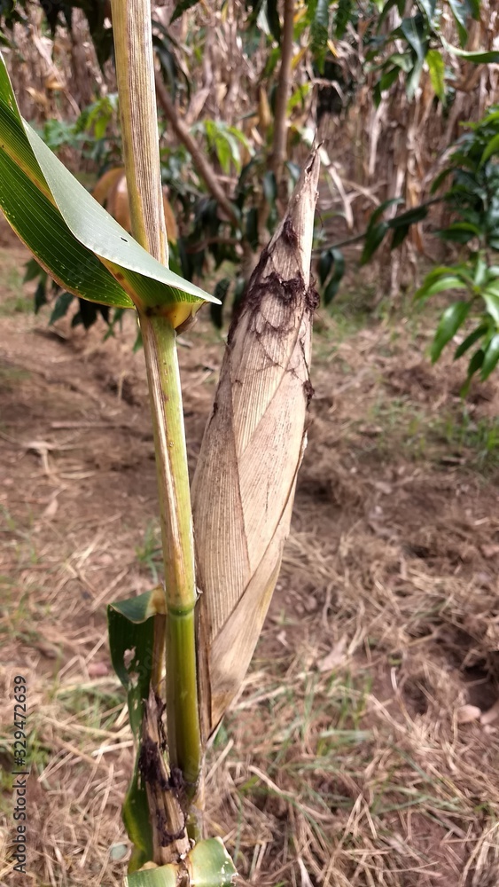 Fototapeta premium Milho 