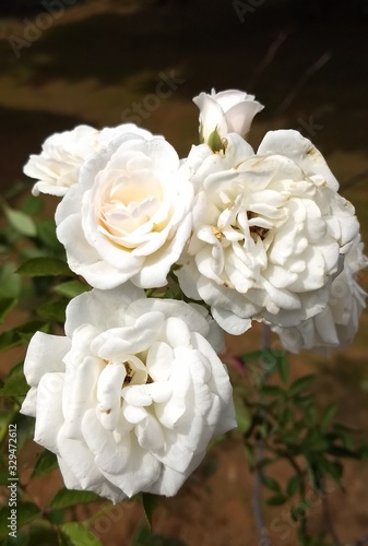 Flores branco