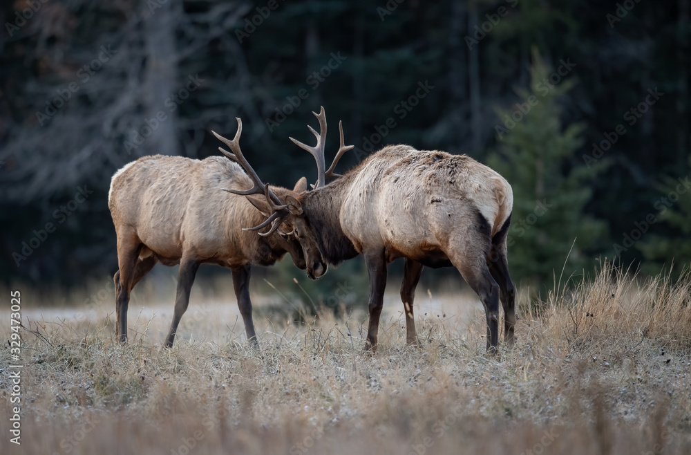 Fototapeta premium Elk in Banff Canada 