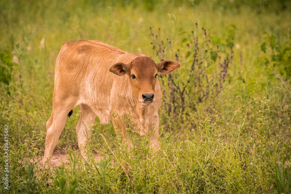 little cow in field