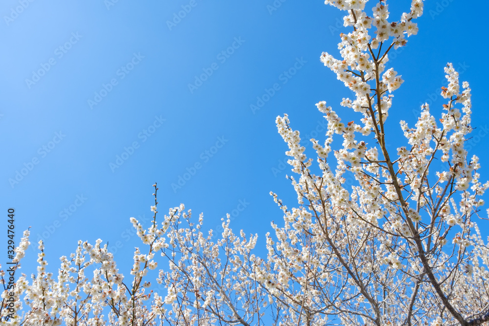 【写真素材】白梅の花と青空　広角　コピースペース