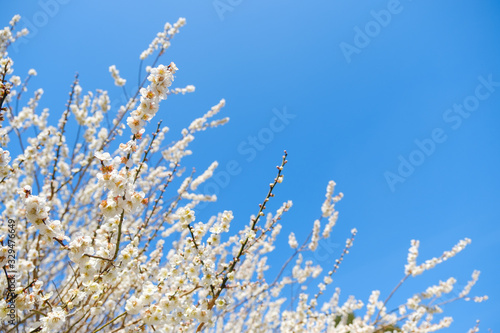 【写真素材】白梅の花と青空 広角 コピースペース