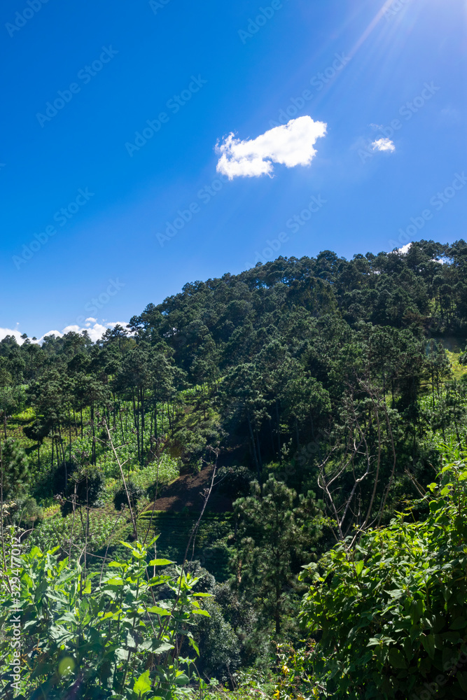 Mountains in Guatemala, forest area and area of sustainable crops, source of oxygen and pure air, source of water and conservation for the future. Mountains in Guatemala, forest area and area of sustainable crops, source of oxygen and pure air, source of water and conservation for the future.