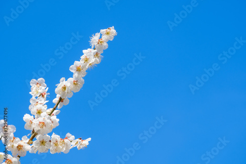 梅の花と青空 白梅 背景素材 バックグラウンド