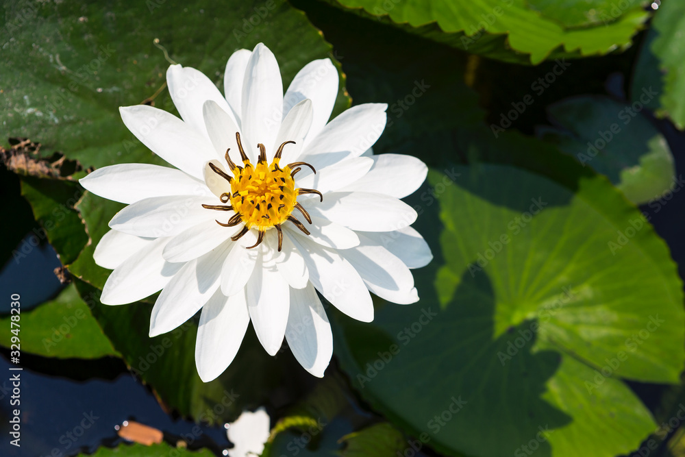Beautiful white lotus flower blooming with green lotus leaves background, outdoor day light, nature concept background, tropical garden Beautiful white lotus flower blooming with green lotus leaves background, outdoor day light, nature concept background, tropical garden