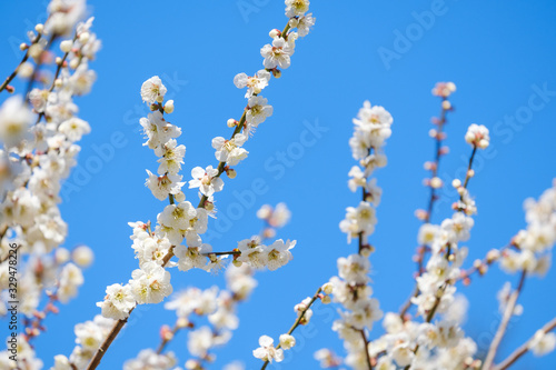 【写真素材】梅の花と青空 白梅 月ヶ瀬 奈良