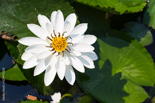 Beautiful white lotus flower blooming with green lotus leaves background, outdoor day light, nature concept background, tropical garden