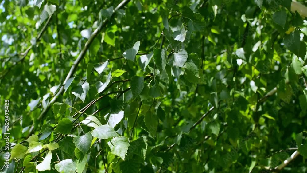 Poplar leaves sway in the wind. Poplar leaves sway in the wind.