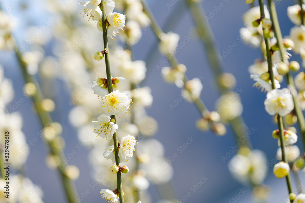梅の花 白梅 月ヶ瀬 奈良 梅の花 白梅 月ヶ瀬 奈良