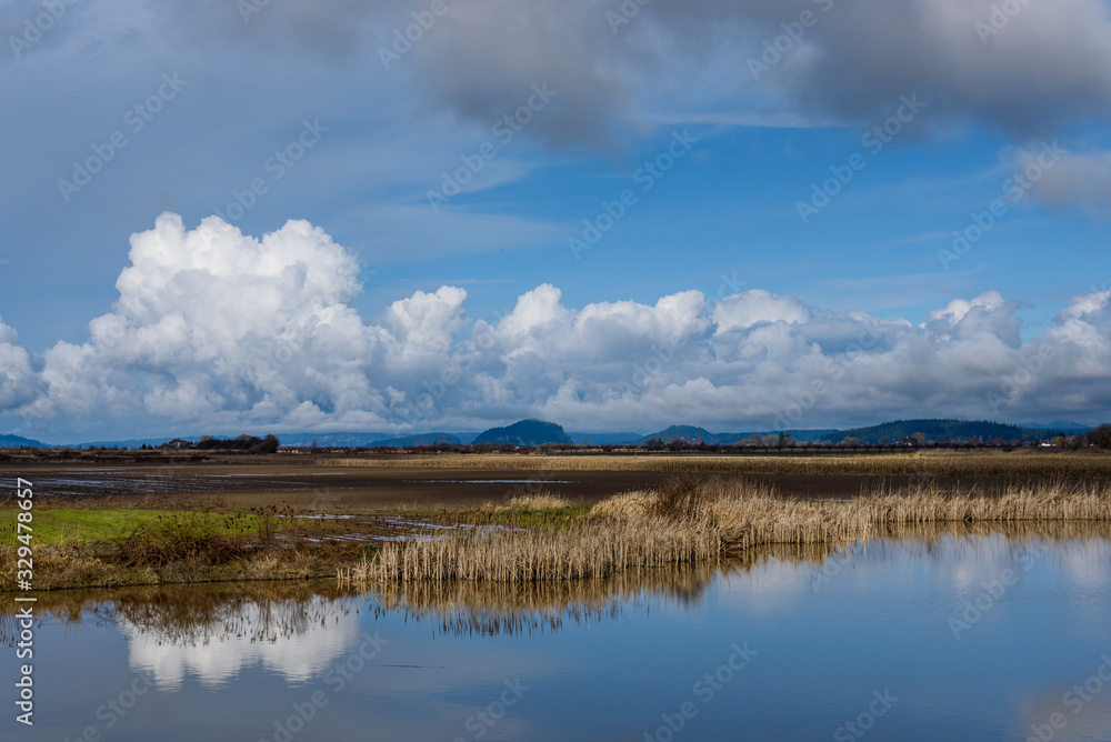 Wetland landscape on a cloudy winter day, pond with dried cattails and reflections