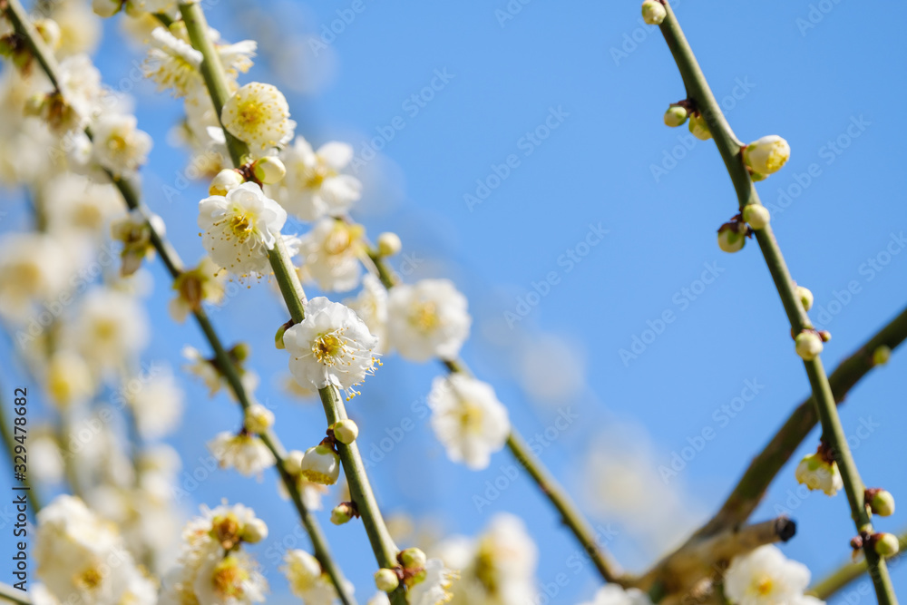 梅の花 白梅 月ヶ瀬 奈良 梅の花 白梅 月ヶ瀬 奈良