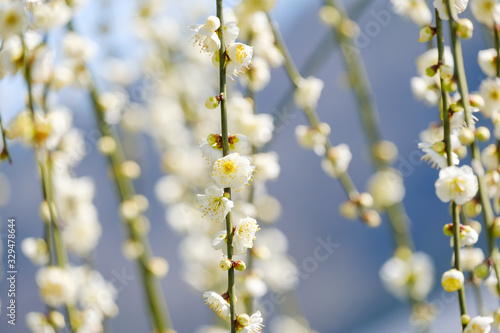 梅の花　白梅　月ヶ瀬　奈良 © Rummy & Rummy