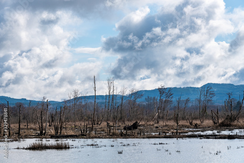 Desolate winter landscape with dead trees in a marsh against a cloudy and stormy sky