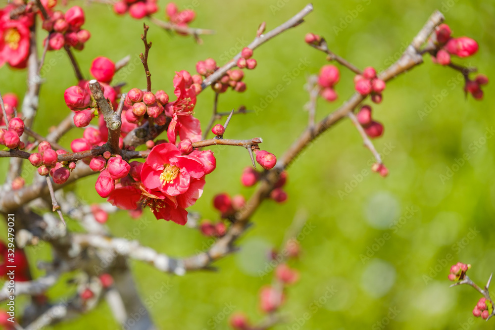 紅梅 梅の花 紅梅 梅の花