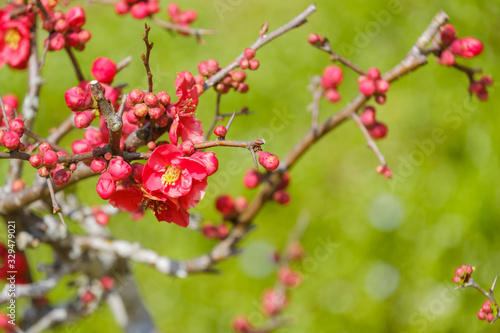 紅梅　梅の花　 © Rummy & Rummy