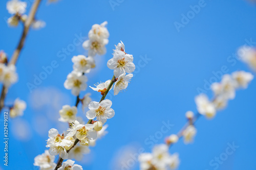 【写真素材】梅の花と青空 白梅 月ヶ瀬 奈良