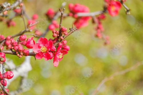 紅梅 梅の花 