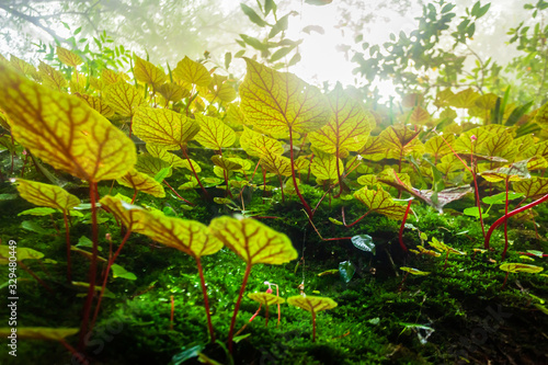 Begonia leafs on the rock in the woods shallow depth of Rain forest at Phuhinrongkla National Park Nakhon Thai District in Phitsanulok, Thailand.