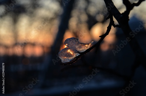 a piece of ice on a branch on a sunset background