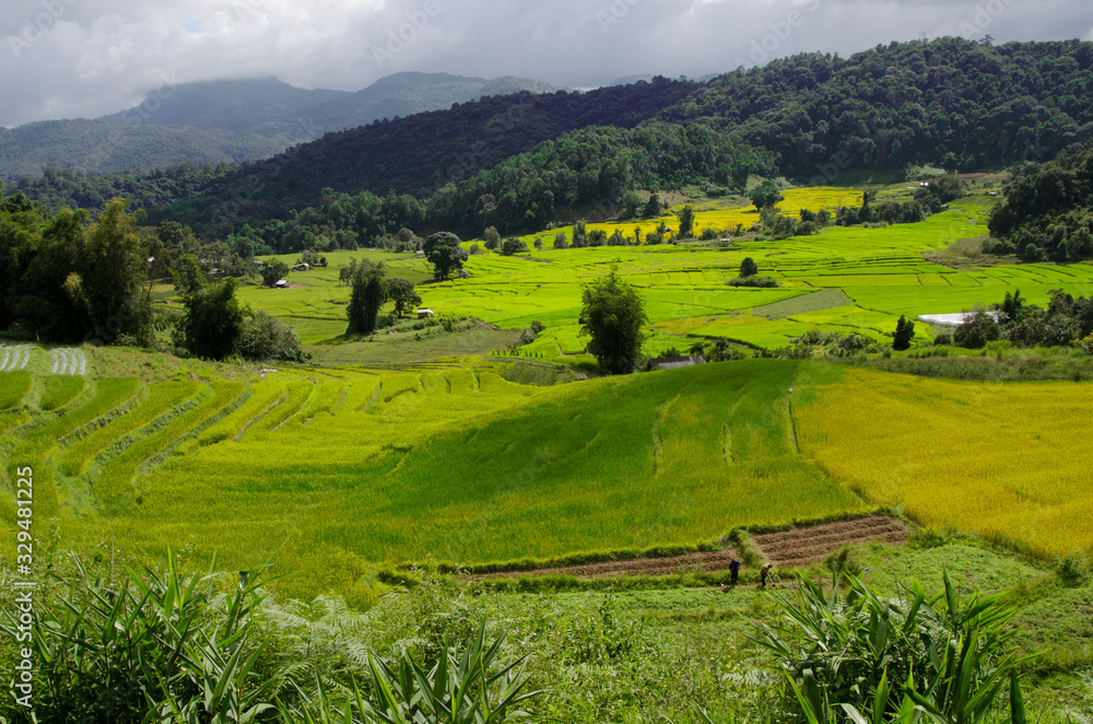 Green and yellow rice terrace in the valley and mountains