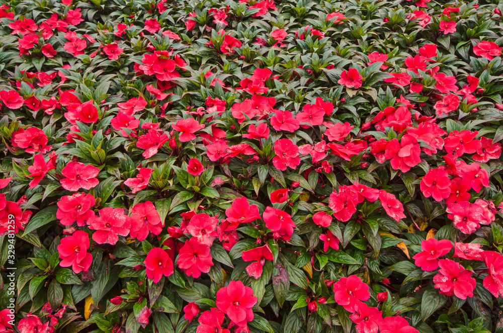 Beautiful red flowers of impatiens close up