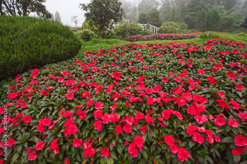 Beautiful red flowers of impatiens garden on the hill