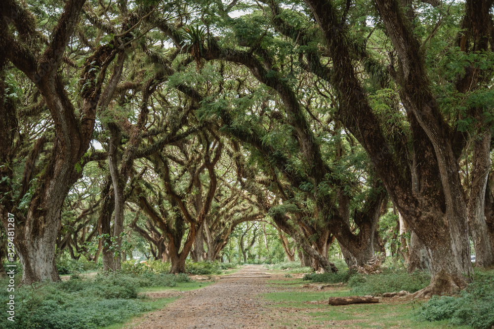 road among large trees, shady garden atmosphere road among large trees, shady garden atmosphere