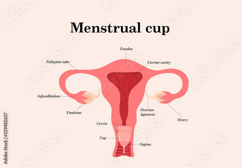 Female reproductive system. Menstrual cup, feminine period hygiene product. Eco protection for woman during period. Vector illustration on white background.