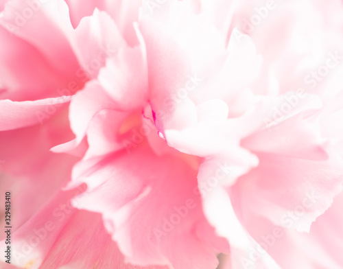Close up of soft pink flower,love and sweet for wallpaper design © kittiyaporn1027