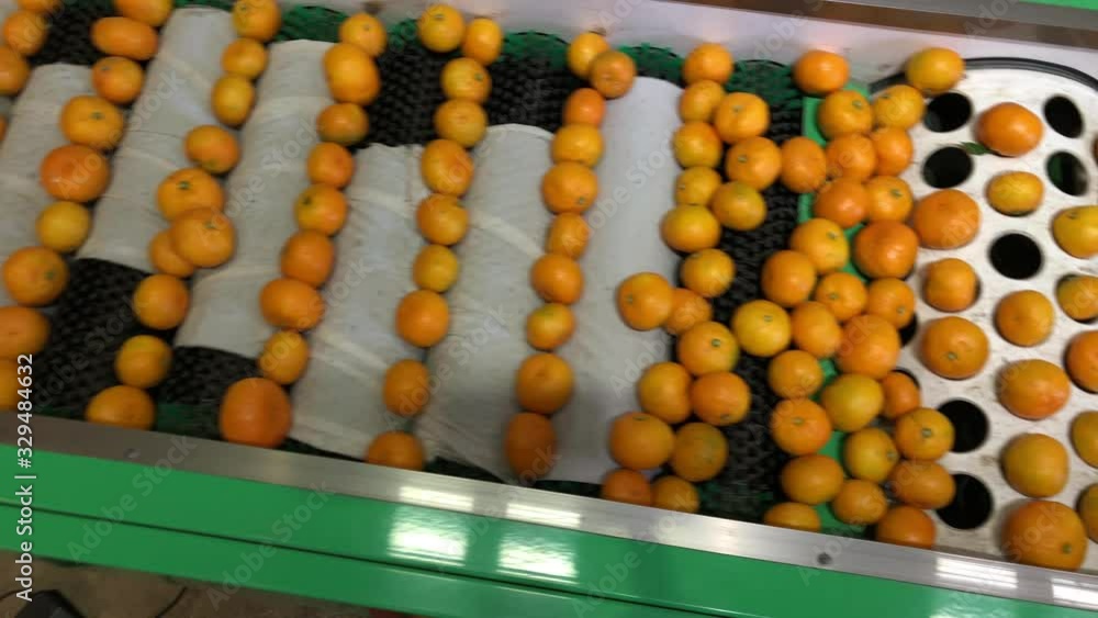 Factory of tangerines on Jeju Island, sorting mandarins and packing in boxes Factory of tangerines on Jeju Island, sorting mandarins and packing in boxes