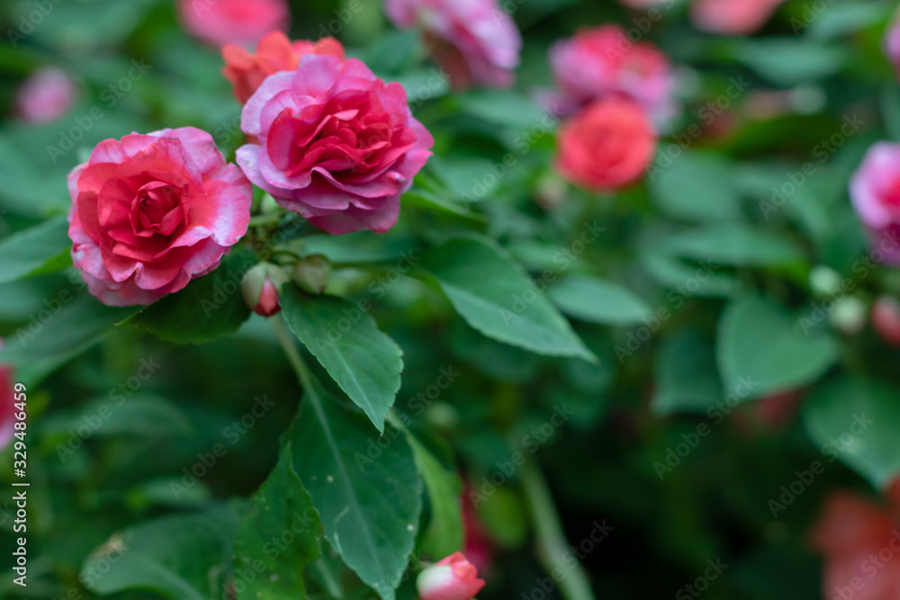 Pink flower nature leaf bokeh background. Pink flower nature leaf bokeh background.