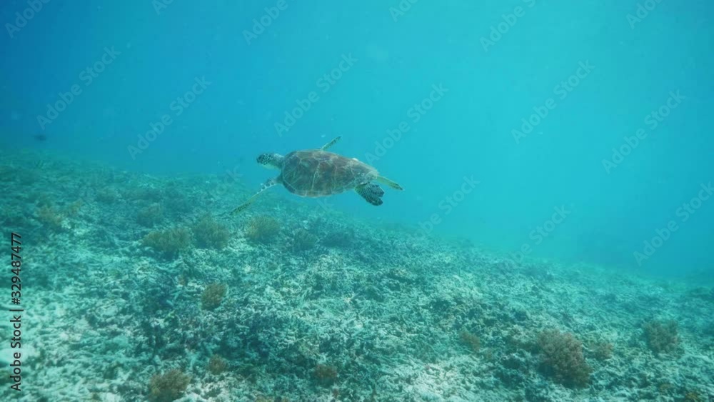 Swimming with Hawksbill Sea Turtle (Eretmochelys imbricata), underwater 4k shot