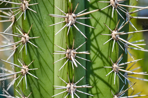 Texture of a cactus