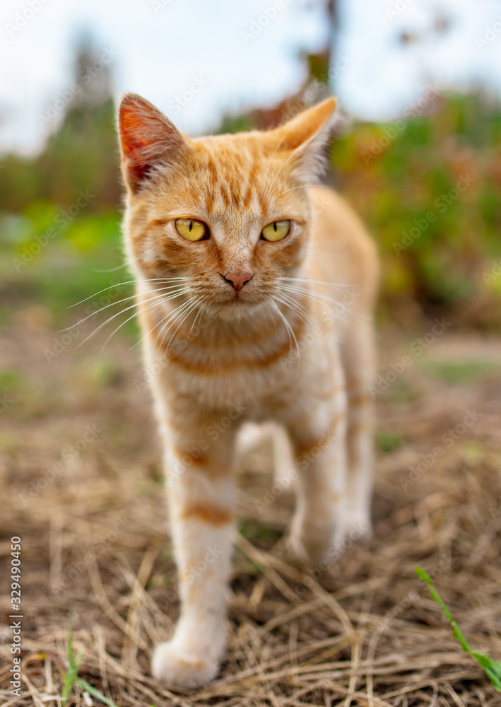 Portrait of a red cat on the nature.