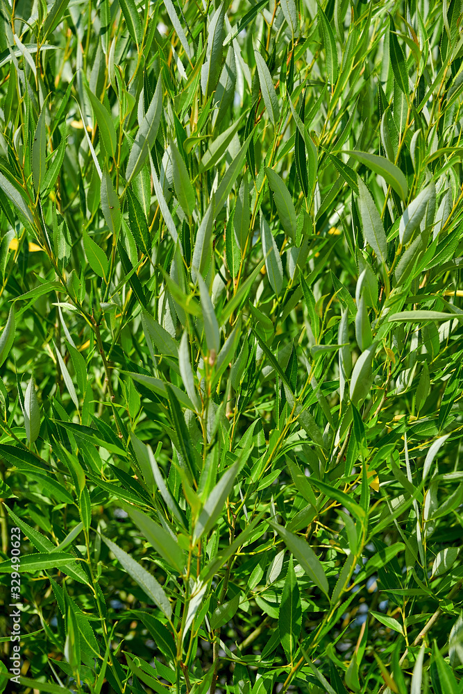 Beautiful natural background of willow leaves. Background of green willow leaves close-up. Beautiful natural background of willow leaves. Background of green willow leaves close-up.