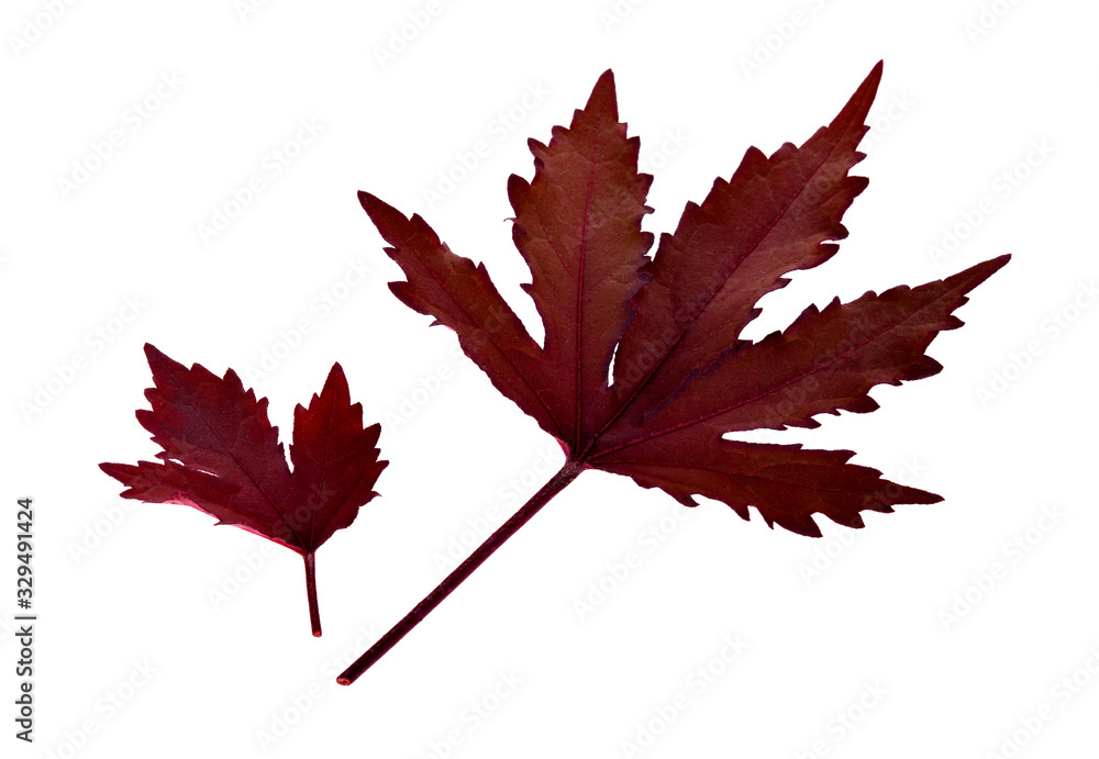 Red maple leaf as an autumn symbol as a seasonal themed concept as an icon of the fall weather on an isolated white background. Red maple leaf as an autumn symbol as a seasonal themed concept as an icon of the fall weather on an isolated white background.