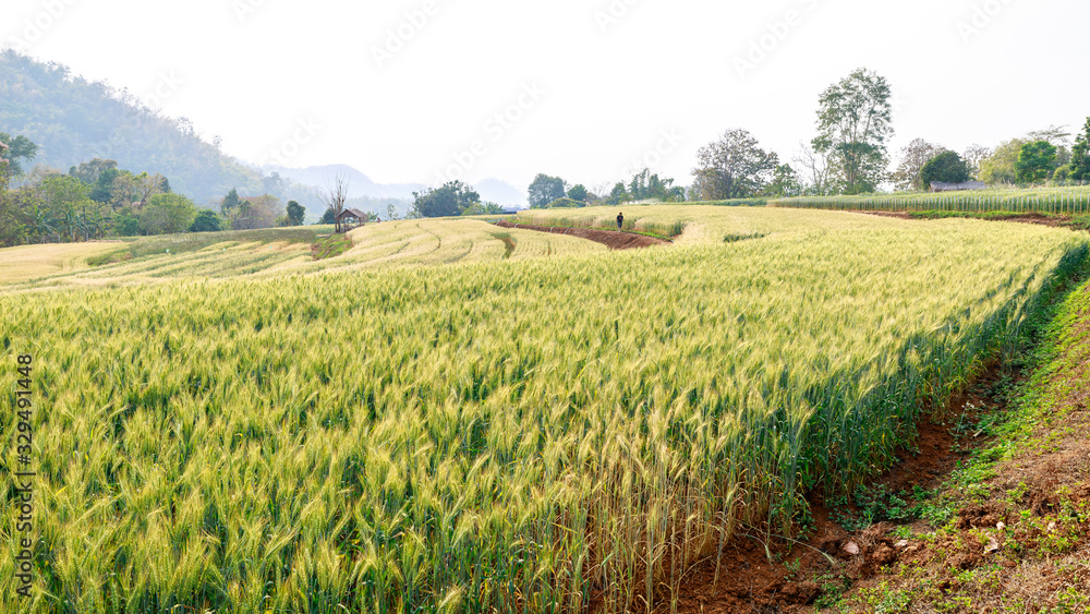 landscape view barley field farming