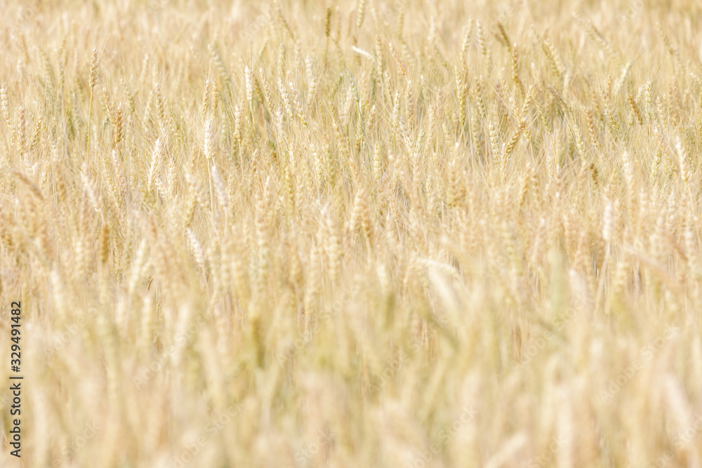 background abstract barley rice demonstration plot background abstract barley rice demonstration plot