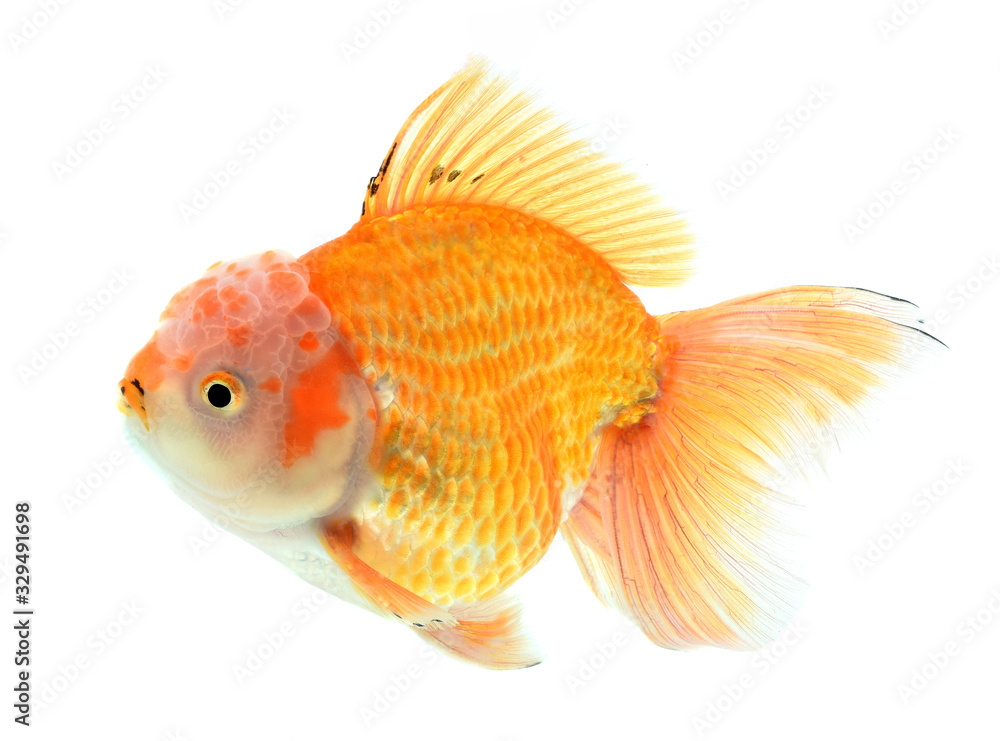 Gold Fish Isolated on White Background Gold Fish Isolated on White Background