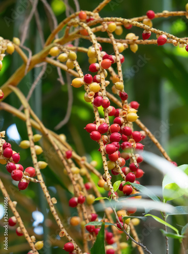 Close up Macarthur Palm Seeds Isolated on Background